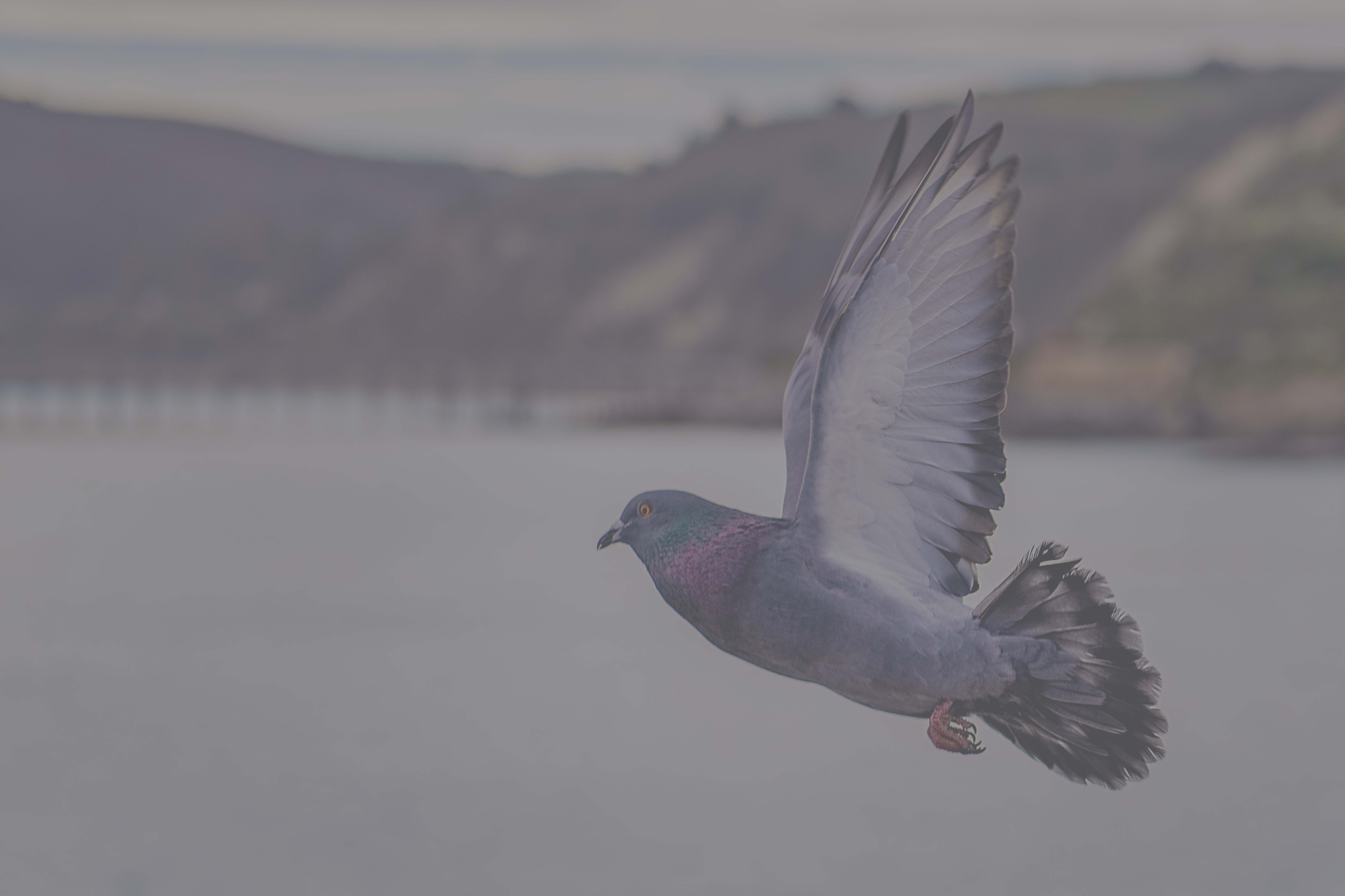 221221_ARE YOU GOD’S TRUSTED AND RELENTLESS PIGEON